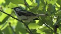 Chestnut-sided Warbler High Island_2010_04_24_3778